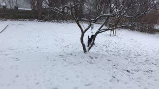 Dog and Deer Make Perfect Playtime Pals