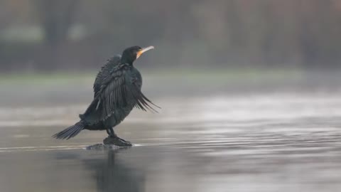 Silberreiher, Graureiher und Kormoran in 4K ( Canon 1DX Mark ii)