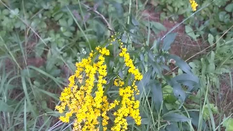 Goldenrod