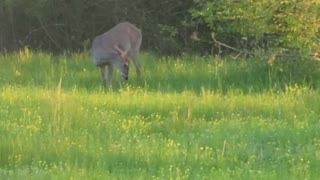 Doe grazing