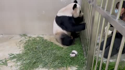 Cub Panda
