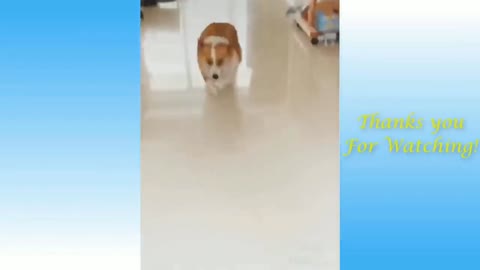 Very smart dog acts like getting shot