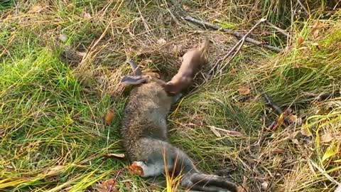 Stoat vs Rabbit Real fight.Stoat attack and kills Rabbit