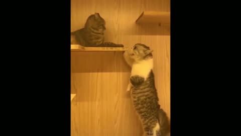 Funny fighting Cats video 2022 - try not to laugh - wee tiktok videos