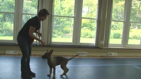 How to Train a Dog to "Sit" (K9-1.com)