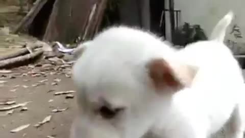 Cute puppy