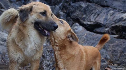Love Between Two Dogs. Doggy Couple Kissing