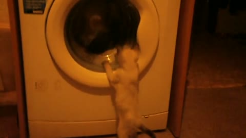 The cat VS washing machine