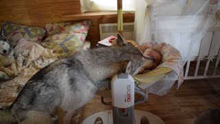 Husky is indispensable when caring for a baby