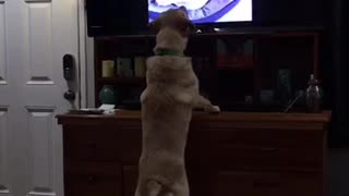 Labrador attempts to befriend dogs on TV