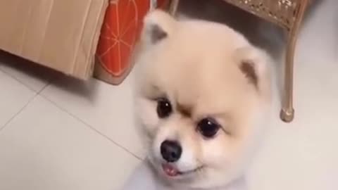 Funny dogs video Funny Dogs