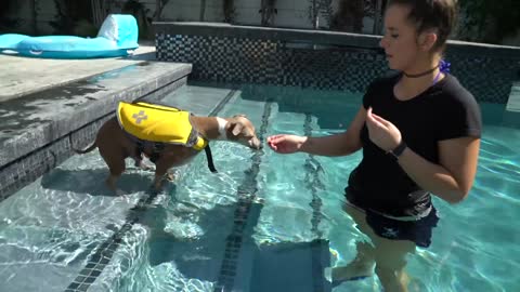 Teaching dogs how to swim 2021