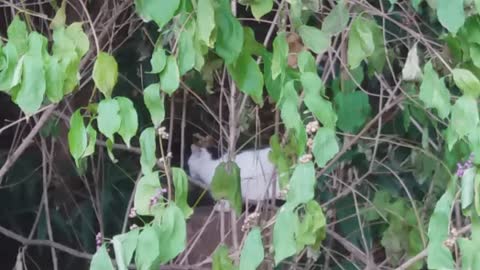 Turkish half cat hiding in daughter-in-law's navel leaf