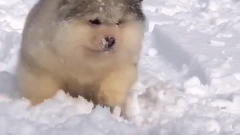 Do You want to be Snowman ? [funny dog]