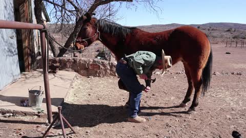 Shoeing Duke