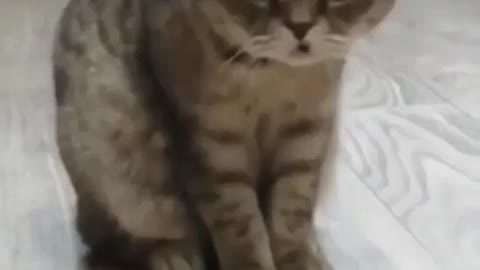 Confused Cat..Huh How ?