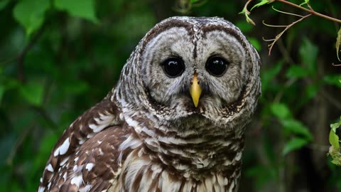 Wildlife officials plan to kill 450,000 of Barred Owls to save Spotted Owls