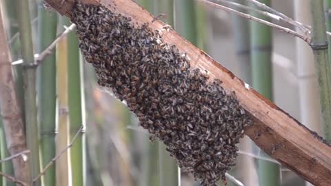 Honey bees buzzing sound