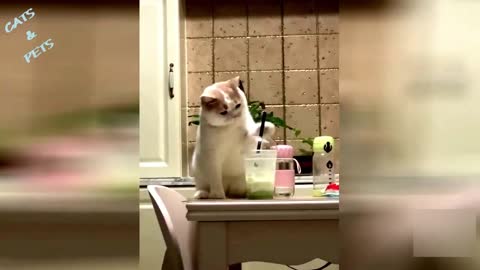 FUNNY CATS #funnycats #cats #catsofinstagram #cat #of #catstagram #catlife #catlovers #instagram #catlover #cutecats #funnycat #funny #meow #kittens #instacat #kitty #catmemes #catoftheday #kitten #cute #pets #world #cutecat #memes #funnyvideos #animals #