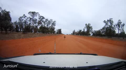 Emu Blocks Road