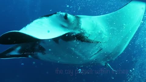 Giant Manta Rays Fly Among Divers Like Jet Fighters
