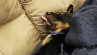 Black puppy sleeping with tongue sticking out