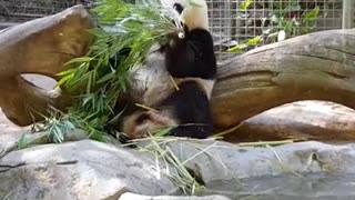 Giant Panda