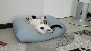 Dog & cat can't decide whether to wrestle or cuddle, do both