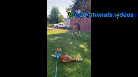 funny animal video