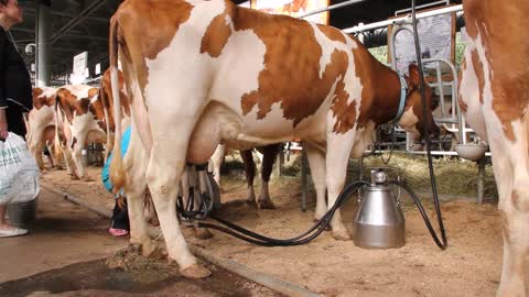 milking cows on livestock farm