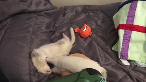 Just silly ferrets playing and goofing around
