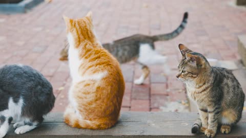 Group Of Cats Chilling Around