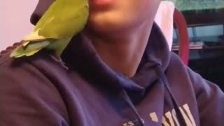 Lovebird takes a deep dive up the nose