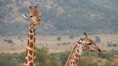 Two giraffes looking in to the camera and one walks away in the Pilanesberg