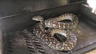 Australia Day BBQ Snake Surprise