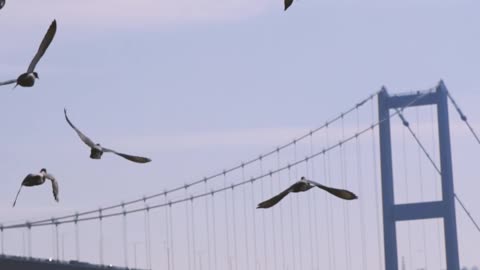 Bird steal and flying over the bridge