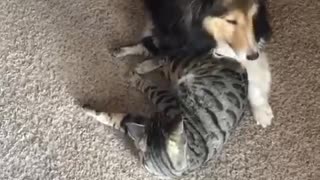 Sweet Doggy And Kitty Playtime Will Brighten Your Day