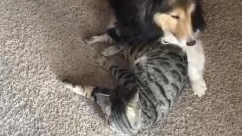 Sweet Doggy And Kitty Playtime Will Brighten Your Day
