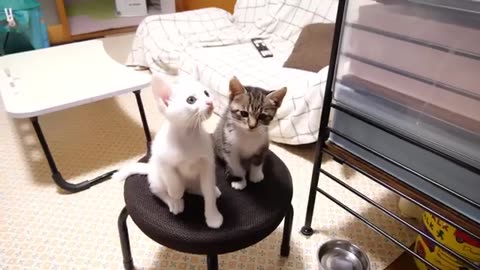 A chorus of kittens meows from the chairs.