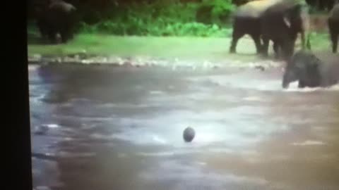 Elephant saves man