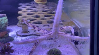 Sea Star doing its thing