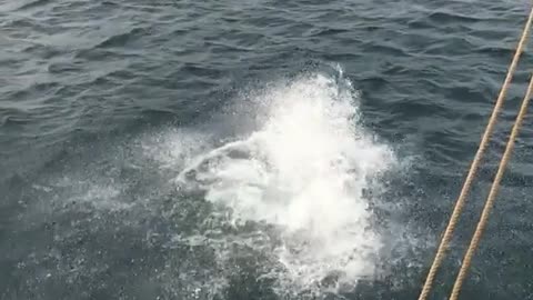 Man tries to do flip off boat and gets stuck