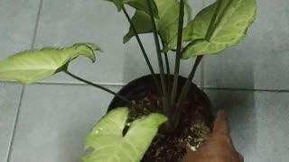 at night, water the plants first