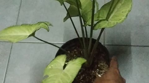 at night, water the plants first