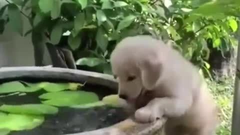 Cute baby animals Videos Compilation cutest moment of the animals - Cutest Puppies