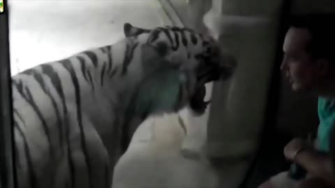 Zoo Animal Attacks