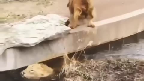 UNBELIEVABLE LION SWIMMING SKILLS