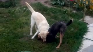 Dogs play together