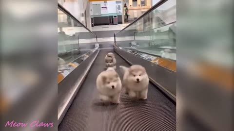 Baby Alaskan Malamute going up the escalators