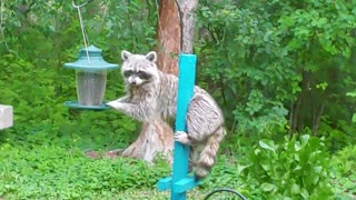 Racoon Visitor